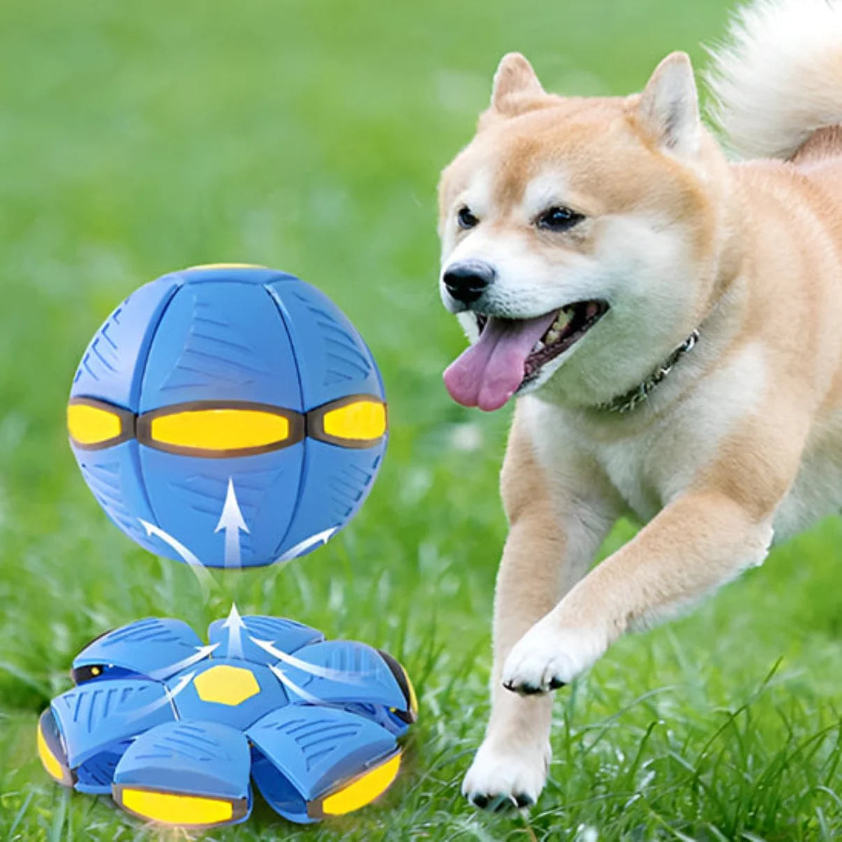 Balle Frisbee Interactive pour Chien