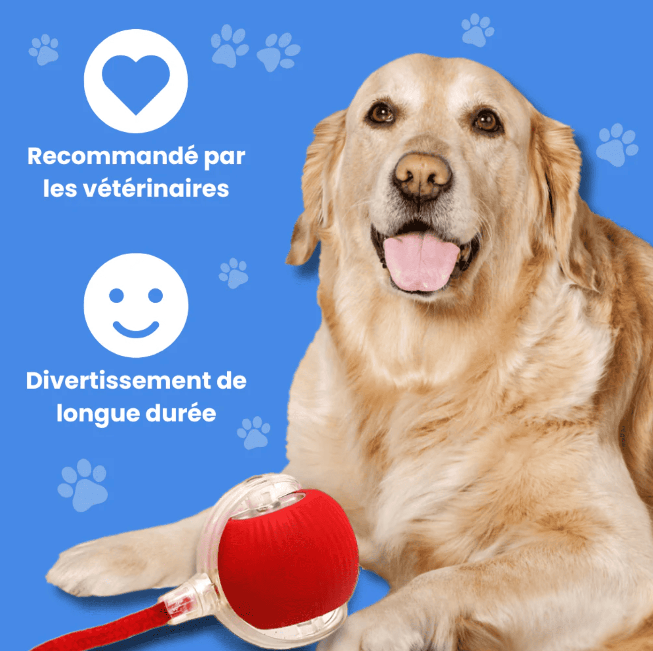 Jouet à Ventouse Interactif pour Chien