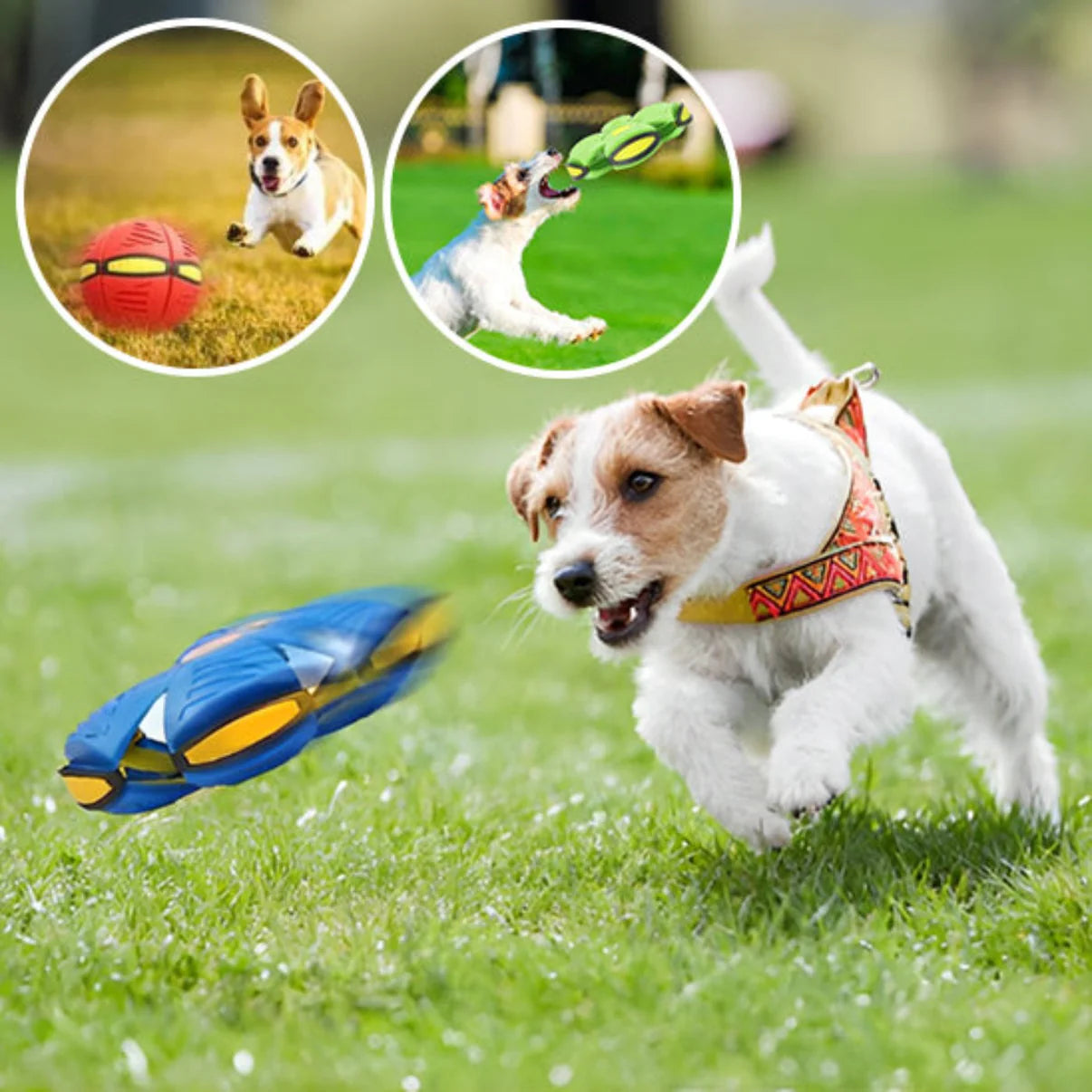 Balle Frisbee Interactive pour Chien