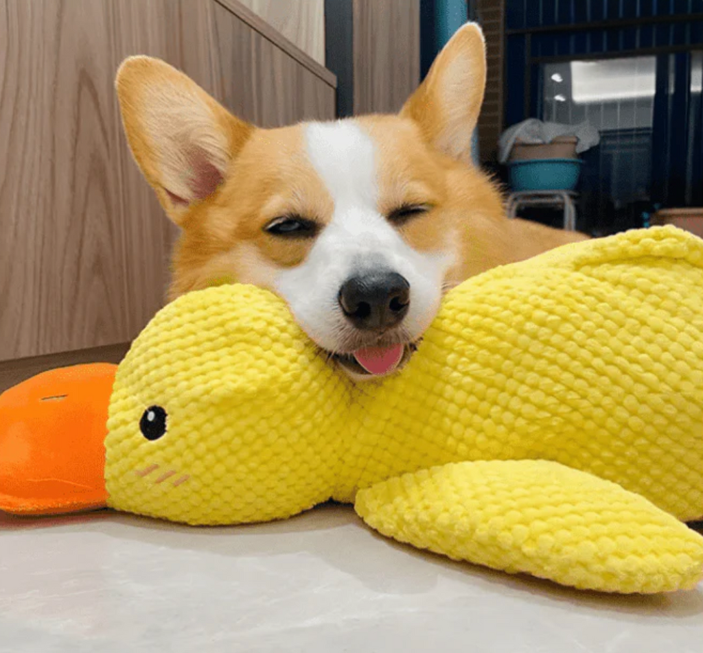 Peluche Canard Douce pour Chien