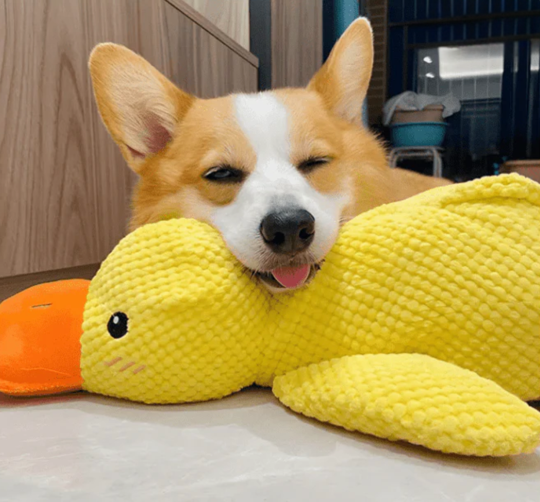 Peluche Canard Douce pour Chien